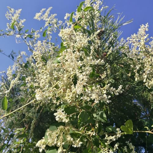 10 pcs knöterich kaufen samen, schnittblumen, exotische pflanzen knöterich pflanzen - Fallopia aubertii - bienenweide, topfpflanzen für draußen gartenpflanzen, stauden winterhart wildblumenwiese,