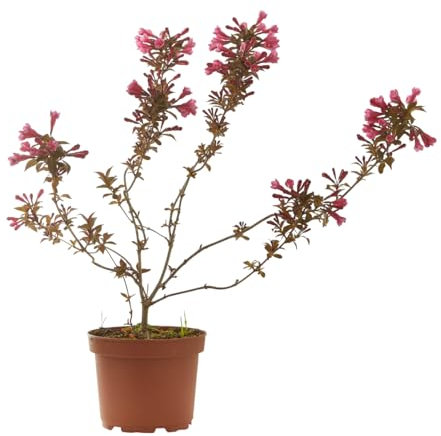 Verdecora Weigelia en Maceta Ø15 cm | Arbusto de Flores Rosas | Weigela florida | Planta Decorativa para Jardín o Terraza