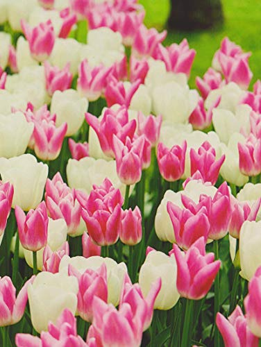 Tulpen weiß/rosa Mix Tulpenzwiebeln (50 Blumenzwiebeln)