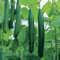 Suttons - Cucumber (All Female) Seeds - F1 Bella