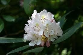 Rododendro RODODENDRO massimo semi!