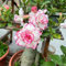 PAKCELL Wüstenrose pflanze kaufen - Adenium obesum pflanze - tropische pflanzen winterhart-1pflanzen-A
