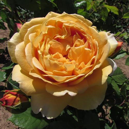 GOLDEN CELEBRATION - 5.5lt Potted David Austin Roses English/Shrub Garden Rose - Classic & Beautiful Deep Cupped Golden Blooms - Highly Fragrant - Ideal 50th Celebration Gift