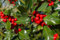 Stechpalme Ilex aquifolium 30 Samen