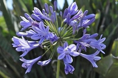 Semi 25+ blu Giglio africano Agapanthus fiore/perenne