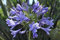 Semi 25+ blu Giglio africano Agapanthus fiore/perenne