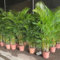 15 pcs goldfruchtpalme samen, zimmerpflanzen echt, balkonpflanzen, Chrysalidocarpus lutescens, bonsai topf, winterharte stauden dauerblüher saatgut alte sorten, pflanzen samen indoor