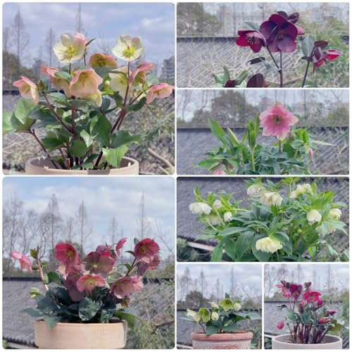 15 pz Semi di rosa di Natale, rosa di Natale, fiori resistenti, giardino Semi di piante in casa, piante perenni resistenti Semi da aiuola rialzata, piante da balcone resistenti semi