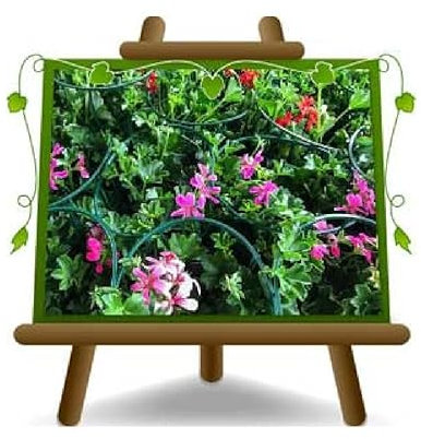 EURO PLANTS VIVAI Geranio Parigino Colori Misti su Vaso da 14 Pianta Ornamentale Quantità Nr 10 Piante