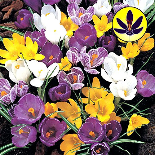 Gardeners Dream Krokusse Blumenzwiebeln Mehrjährig Winterhart Mix (100 Stk.) - Krokus Zwiebeln zum Pflanzen - Blau, Lila, Gestreift, Weiß & Gelb - Blumenzwiebeln Frühblüher Mix für Draußen