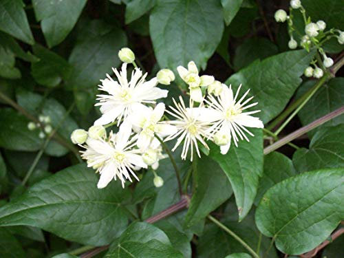 Portal Cool Clematis vitalba 80+ Semi freschi Vecchio Beard Man Viaggiatore di Joy arbusto rampicante