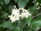 Portal Cool Clematis vitalba 80+ Semi freschi Vecchio Beard Man Viaggiatore di Joy arbusto rampicante