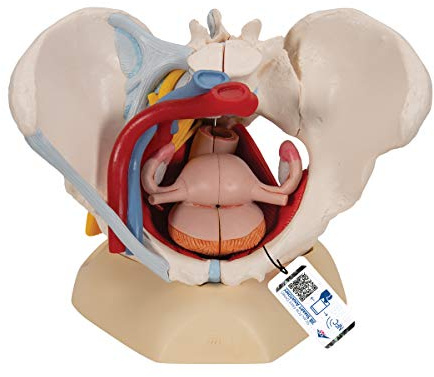 3B Scientific H20/4 Weibliches Becken mit Bändern, Gefäßen, Nerven, Beckenboden, Organen plus gratis Anatomie-Software 3B Smart Anatomy (evtl. nicht in deutscher Sprache)