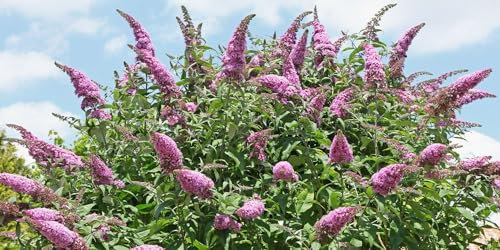 Butterfly Bush Buddleja 100+ Seeds