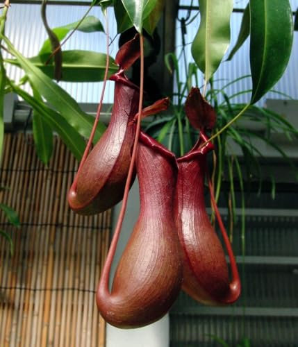 Planta natural 40 cm Nepenthes alata es una planta carnívora trepadora con jarras colgantes que atrapan insectos. Prefiere suelos húmedos, luz indirecta y temperaturas cálidas.