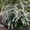 Spiraea Salicifolia Samen - blühende sträucher winterhart heckenpflanzen winterhart pflanzen für draußen winterhart balkonpflanzen winterhart winterharte pflanzen für garten 100pcs