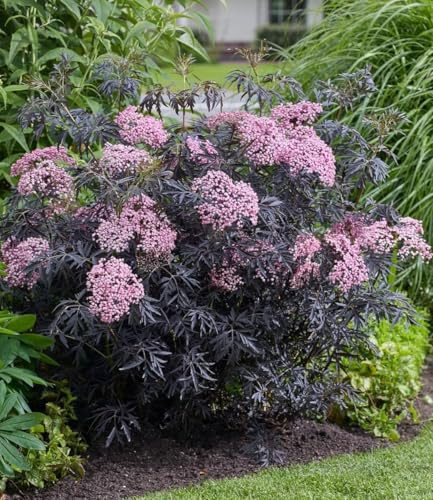 BALDUR Garten 2x Terrassen-Holunder Cherry Lace®, Pflanze im 9x9 cm-Topf | Blüten und reife Beeren vielseitig verwendbar, winterhart, pflegeleicht, Wasserbedarf gering, blühend, Sambucus nigra