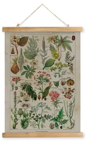 XIAOAIKA Affiche Botanique Vintage 'Plantes Dangereuses' - Poster Illustratif avec Cadre en Bois, Décoration Murale Élégante pour les Amateurs de Nature, 40 x 58 cm