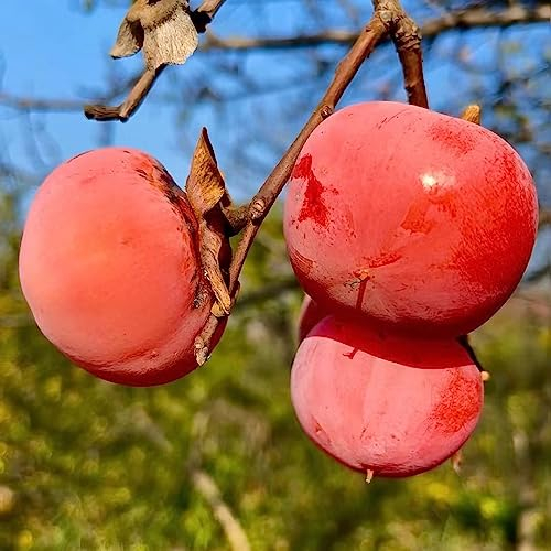 100 Stücke kakibaum winterhart kaufen - kaki baum pflanze - stauden winterhart mehrjährig (Diospyros kaki) topfblume pflanzen, bonsai baum bäume garten winterhart, säulenobstbäume