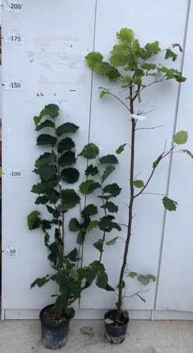 PIANTA DI NOCCIOLO NOCCHIONE IN VASO 15 ALTEZZA 120/150 CM