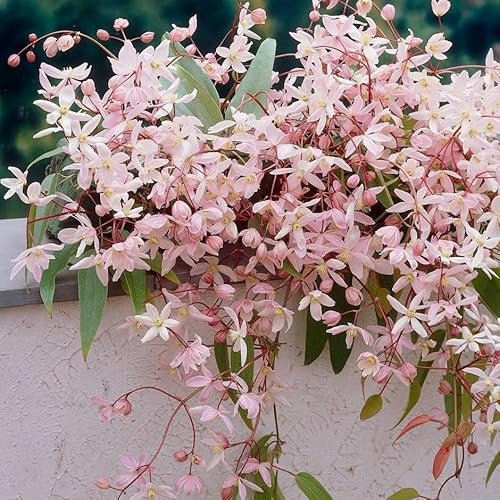 Plant Theory 60cm Cane Clematis Apple Blossom Pink Flowering Vine Climbing Plant 2L Pot