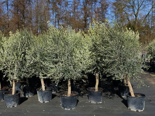 gruenwaren jakubik 8x Olivenbaum Olive '20 Jahre' 160-170 cm, beste Qualität, Stammumfang 20-30 cm, winterhart, Olea Europaea