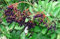 New Holunder, Schwarzer Holunder Baum Berry, 100 + Samen!