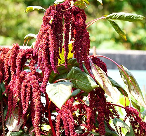 12 Arten - Garten-Fuchsschwanz Regenbogen Mischung - Amarant - Amaranth - 12 Arten gemischt in einem Beutel - 1000 Samen
