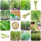 20 pcs zitronengras pflanze samen - dekoration garden,Cymbopogon citratus, gartenkräuter pflanzensamen ausgefallene geschenke exotische kleine geschenke pflanzenkübel