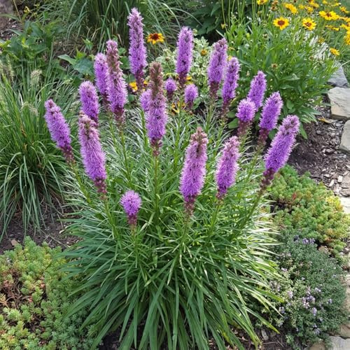 Bloomique - Set di 3 - Liatris Spicata 'Kobold' - Radice di serpente nodosa - Resistente all'inverno - Perenne - Altezza 10-20 cm - Vaso da 9 cm