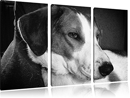 Pixxprint Jack Russel Terrier ruht sich aus, Leinwandbild 3 Teilig, Gesamtmaß: 120x80cm, Wandbild, Dekoration, fertig gespannt, Kein Poster