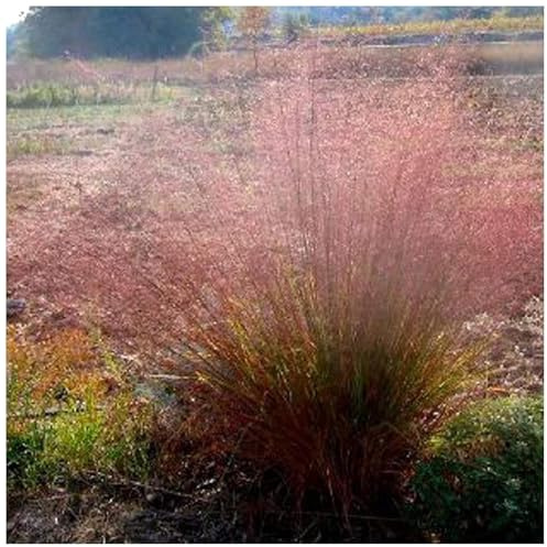 Stauden Gänge 1 x Eragrostis trichodes Rotes Bogen Liebesgras winterhart | Rotes Ziergras für Sonne, Blüte Juli bis Oktober, mehrjährig, 1 L Topf (11x11 cm)