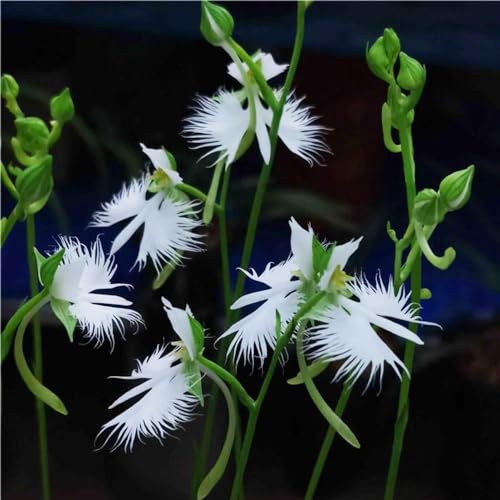 300 Pcs Habenaria Radiata Pflanze Samen, Herbst Dekoration, Exotische Pflanzen Winterhart White Egret Orchid, Orchideen Samen, Wiesensaatgut, Garten Geschenk Deko Blumen, Bonsai Samen