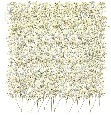100 Stück Schleierkraut Getrocknet Trockenblumen Weiß Getrocknete Blumen Klein Baby’s Breath Blumen für DIY Kerze Harz Schmuck Nagel Kunst Basteln
