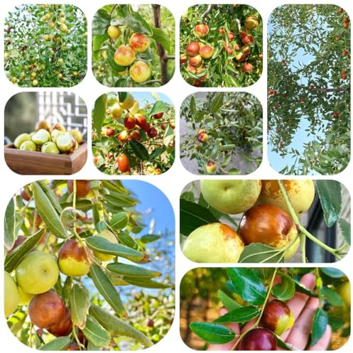 semi di alberi da frutto giuggiole- piante medicinali alberi da frutto colonnari piante frutta piante perenni resistenti e perenni piante in vaso frutto colonnare piante in vaso 50pcs