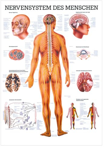 Sport-Tec Nervensystem Mini-Poster Anatomie 34x24 cm medizinische Lehrmittel