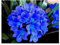 1 Stk Bonsai Blume Clivia Blume Kaffir Lily Echtsamen-DIY Garten immergrün Topfblume