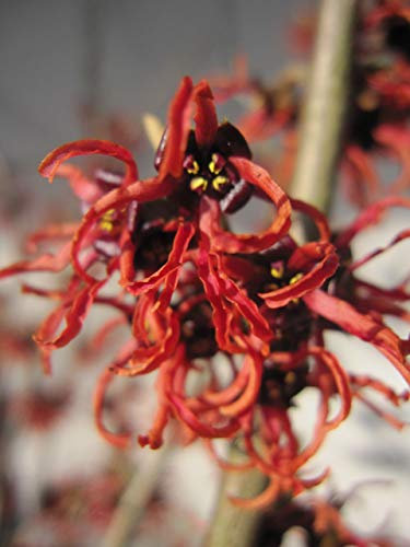 Baumschule Pflanzenvielfalt Hamamelis Intermedia Rubin - Zaubernuss Rubin