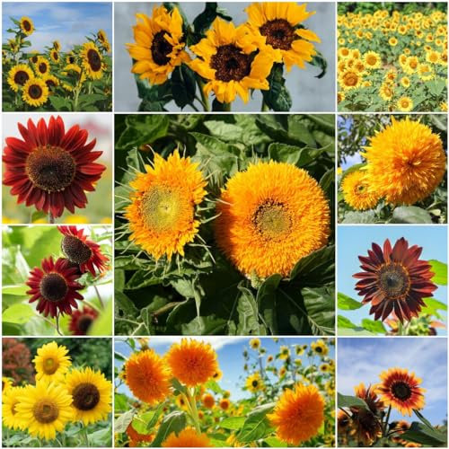 400 piezas semillas de girasol perennes resistentes - maceta flores regalo prado girasol, semillas de girasol, Helianthus annuus, plantas de balcón resistentes al invierno plantas de