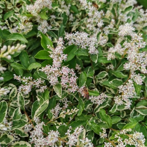 100 piezas Semillas de aligustre - Ligustrum lucidum - semillas de árboles semillas de plantas Seto de aligustre de hoja perenne Semillas de plantas, plantas en macetas extremadamente