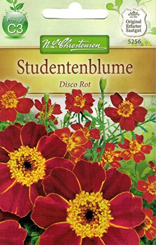 Chrestensen Studentenblume 'Disco Rot'