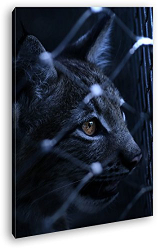 deyoli Dark gefangener Luchs Format: 80x60 als Leinwandbild, Motiv fertig gerahmt auf Echtholzrahmen, Hochwertiger Digitaldruck mit Rahmen, Kein Poster oder Plakat