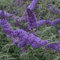 Schmetterlingsstrauch 'Nanho Blue' - Buddleja Davidii 'Nanho Blue' - 40-60 cm Topf: Zarte, blaue Blüten