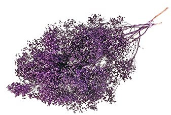 FloristryWarehouse Dried Bunch of Pastel Broom Bloom 40cm/15 Inches Purple