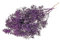 FloristryWarehouse Dried Bunch of Pastel Broom Bloom 40cm/15 Inches Purple