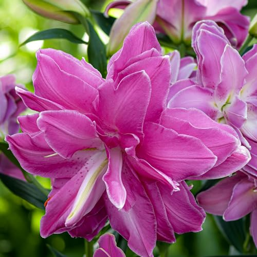 Lotus Lilien Double Wonder Doppelt (10 duftende zwiebeln), Mehrjährig und Winterhart Blumenzwiebeln Lilien, Mischung aus Holland für Garten und Balkon (große knollen, kein Samen)