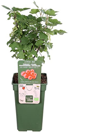 Grosella Roja una Planta de Fácil Cultivo que te Regalará una Abundante Cosecha
