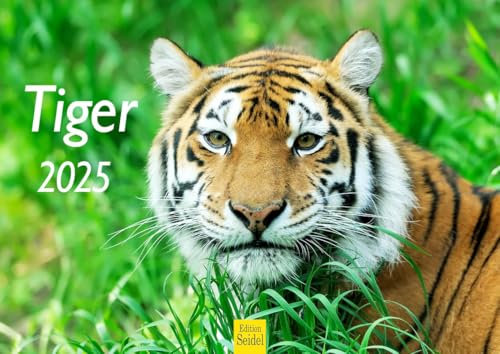 Edition Seidel Premium Kalender Tiger 2025 Format DIN A4 Wandkalender Tierkalender Raubkatze Afrika Welpe Katze Raubtier Wildtier