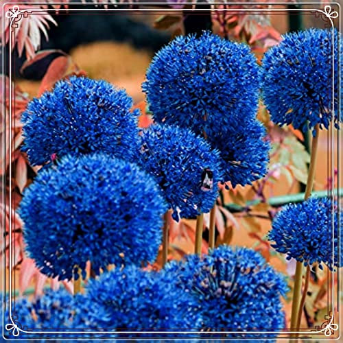 Nachhaltige Geschenke, Schnell-Wachsend, Ideale Allium,Sehr Exklusiv，Super Kollektion-6zwiebeln-b