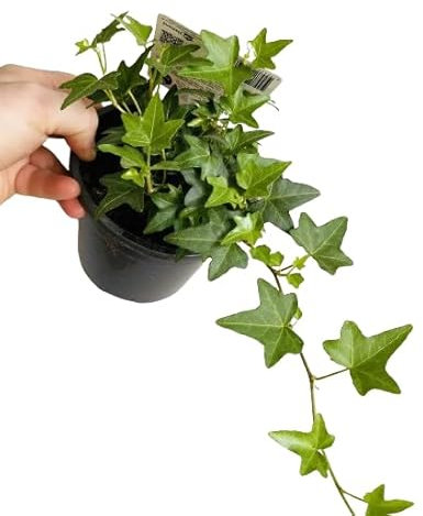 Hiedra Planta Natural Trepadora Planta Resistente Ideal para el Hogar